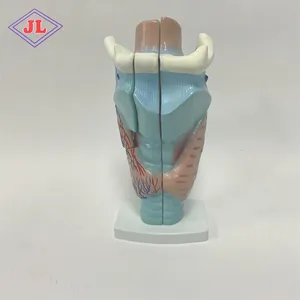 Body Teaching Anatomical Series Model Magnified Human Larynx für Medical schule