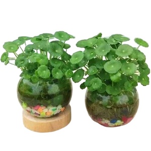 Planta Hidropónica de Hierba del Dinero de Cobre, Planta Hidropónica de Hierba del Dinero Dorada para Interiores, en Maceta, para Mesa de Salón, Fácil de Cultivar - Product Image 4