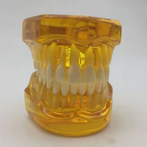 <span class=keywords><strong>Modello</strong></span> di Denti Permanenti in Resina Trasparente Ambrata, <span class=keywords><strong>Modello</strong></span> Dentale Articolato Standard per l'Insegnamento Orale - Product Image 6