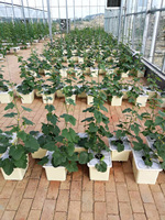 Seau hollandais carré en plastique Pot de fleur Seau hollandais hydroponique à la fraise pour la plantation hydroponique de tomates et de concombres