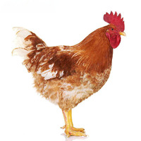 Poudre d'enzyme phytase thermostable et résistante aux acides, 25 kg/sac, approvisionnement en vrac direct usine pour l'alimentation composée des porcs, de la volaille et des animaux aquatiques