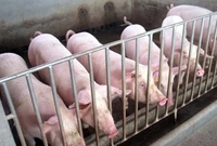Prémélange de Promoteur de Croissance Animale à Action Rapide de Qualité Alimentaire, Supplément Multivitaminé pour la Croissance des Porcs 1kg/Sac, Favorise l'Engraissement du Bétail