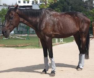 घोड़े के लुभावनी घोड़े के लिए थोक मक्खी जूते - Product Image 5