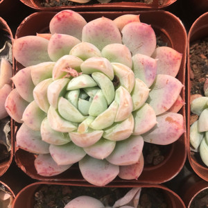 Suculentas Azules, <span class=keywords><strong>Echeveria</strong></span> de 2.8 Pulgadas, Planta de Interior, Venta al por Mayor para Viveros - Product Image 4