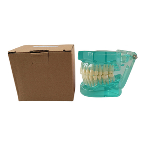 Modèle d'étude dentaire transparent en résine, modèle pédagogique de dents sans support, pour l'entraînement et la présentation orale - Product Image 6
