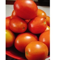 Tomates rouges fraîches de ferme, cultivées naturellement, de haute qualité, juteuses, qualité export, ingrédient alimentaire pour la cuisine et les salades, Ocean