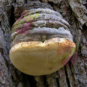 Polvere di Polisaccaridi di Alta Qualità da Fungo <span class=keywords><strong>Sang-hwang</strong></span> (Phellinus Linteus) e Fungo Igniarius (Phellinus Igniarius) - Product Image 5