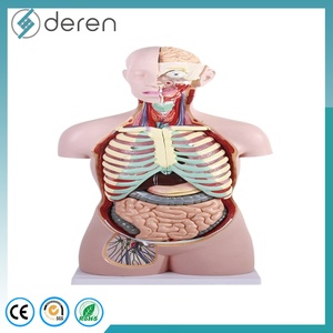 Modelo Anatómico <span class=keywords><strong>Humano</strong></span> Multifuncional de Alta Simulación DRWF1005, en Capas, para Enseñanza Médica - Product Image 2