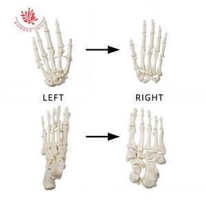 <span class=keywords><strong>Huesos</strong></span> dispersos con Calavera, <span class=keywords><strong>cuerpo</strong></span> <span class=keywords><strong>humano</strong></span> completo, Material <span class=keywords><strong>de</strong></span> PVC <span class=keywords><strong>de</strong></span> alta calidad, 206 Uds., esqueleto desarticulado - Product Image 2