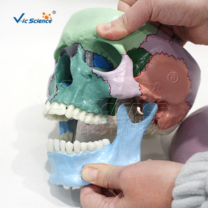 Modèle de crâne coloré; Modèle de crâne coloré; Crâne coloré; Modèle pédagogique d'anatomie du crâne humain - Product Image 3