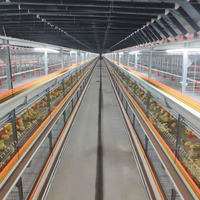 Nouvelle conception d'élevage de poulets pour système d'élevage entièrement automatique de poulets de chair avec cage de couvaison en métal/plastique