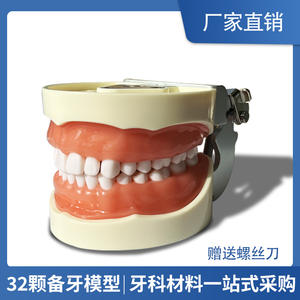 Modèle dentaire en résine détachable à 32 dents pour l'enseignement de la cavité buccale, équipement et accessoire de préparation - Product Image 3