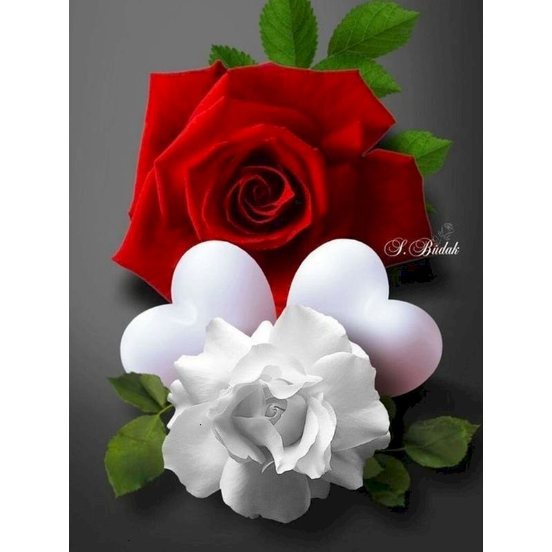 4184 rosa roja y blanca