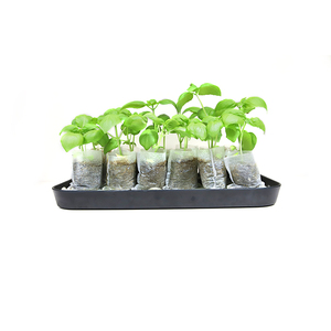 Bolsas <span class=keywords><strong>de</strong></span> plántulas no tejidas degradables ecológicas <span class=keywords><strong>de</strong></span> Color blanco PE Plantación <span class=keywords><strong>de</strong></span> <span class=keywords><strong>aguacate</strong></span> Bolsa <span class=keywords><strong>de</strong></span> vivero <span class=keywords><strong>de</strong></span> plástico bolsas <span class=keywords><strong>de</strong></span> cultivo para plantas - Product Image 6
