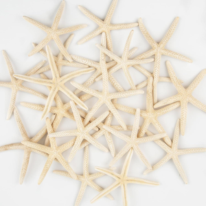 20 Piezas de Estrellas de Mar Naturales de 2-4 Pulgadas para Decoración de Bodas con Temática de Playa, Manualidades, Adornos para Árboles de Navidad - Product Image 1