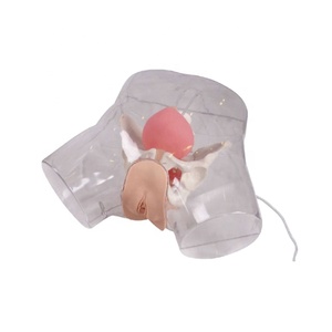 Darhadvanced hastaneler ve okullarda tıp bilimleri eğitimi için gelişmiş şeffaf PVC kadın kateterizasyon modeli - Product Image 1