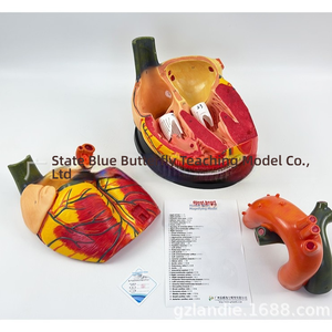 5X ingrandito PVC anatomico cuore modello con ventricoli scienza medica formazione e strumento di simulazione - Product Image 5