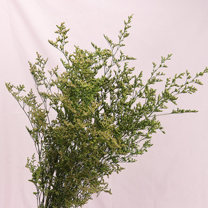 Vente en gros Fleurs conservées pour décoration intérieure <span class=keywords><strong>Desmodium</strong></span> <span class=keywords><strong>Gyrans</strong></span> Herbe de Saint-Valentin pour Noël Thanksgiving Nouvel An chinois - Product Image 4