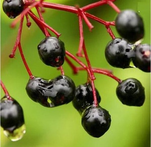 Cơm cháy trái cây Chiết Xuất 25% anthocyanin <span class=keywords><strong>Sambucus</strong></span> <span class=keywords><strong>nigra</strong></span> chiết xuất - Product Image 4