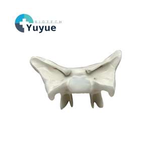 Modelo Anatómico Ampliado del Hueso Esfenoidal Humano - Herramienta de Enseñanza Anatómica para la Educación Médica - Product Image 1