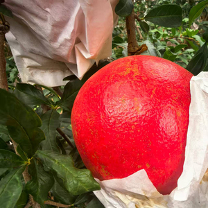 Melograni Freschi del Sichuan con Semi Neri Ricchi di Succo Dolce-Acido e Profilo di Sapore Distintivo - Product Image 3