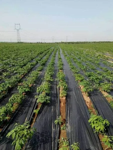 Toile tissée en PP anti-mauvaises herbes, bâche de paillage pour jardin, protection UV, couverture de sol - Product Image 6