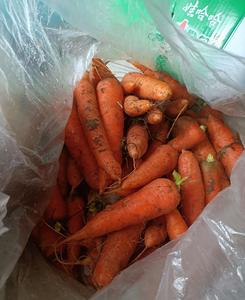 <span class=keywords><strong>Carote</strong></span> Rosse Fresche 15cm 10kg Conservate in Frigorifero, Provenienti dallo Shandong, Cina, <span class=keywords><strong>per</strong></span> Uso Alimentare, Prezzo Competitivo all'Ingrosso - Product Image 3