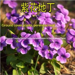 Semi di Viola Viola Selvatica, Olio Essenziale, Resistenti al Freddo, Copertura Vegetale Perenne, Semi di <span class=keywords><strong>Fiori</strong></span> <span class=keywords><strong>per</strong></span> Cortile e <span class=keywords><strong>Balcone</strong></span> - Product Image 3