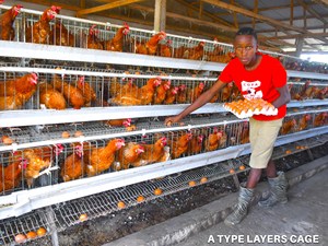 Gabbia Automatica di Nuova Concezione Moderna per Galline Ovaiole, Capacità 5000 Polli, per Allevamento Avicolo a Prezzo di Fabbrica - Product Image 2