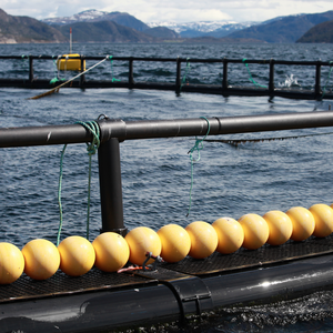 Gabbia di pesca Hdpe galleggiante gabbia di allevamento di pesci in mare profondo per acquacoltura del lago di Turkana Nile pesce persico costi delle gabbie di allevamento - Product Image 4