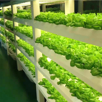 Système de conteneur hydroponique NFT pour l'agriculture verticale Sinok Culture hydroponique à effet de serre intelligente pour la laitue et les légumes verts à feuilles