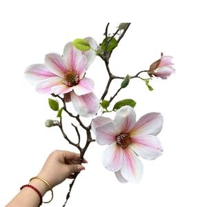 مصنع ماغنوليا محاكاة جميل Chen حر ساق 3-لوتس لحفلات الزفاف المنزل فنادق ديكور عيد الميلاد-بالجملة - Product Image 5