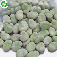 XMSD IQF GMO Haricots épluchés surgelés de qualité A