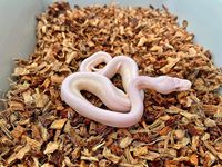 Reptile serpent 10lbs 5KG bloc de briques bloc de puce de noix de coco substrat de literie Coco Husk