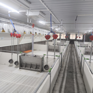 Soins optimaux pour porcs Caisse de croissance pour porcelets Nouvelle condition Équipement de ferme d'élevage Cage pour animaux d'engraissement - Product Image 1