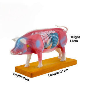 Model akupuntur hewan sains medis Model anatomi kerangka hewan anjing untuk diagnostik dokter hewan - Product Image 4