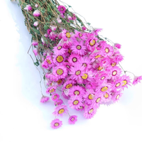 Bunga Kering Rodanthe Daisy Wafa Home, Produk Terlaris, Ramah Lingkungan, untuk Pernikahan, Hari Valentine, Natal, Imlek