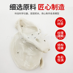Modelo esquelético ampliado del hueso temporal, hueso esfenoidal y hueso etmoidal; modelo de anatomía esquelética humana; modelo médico ortopédico - Product Image 2