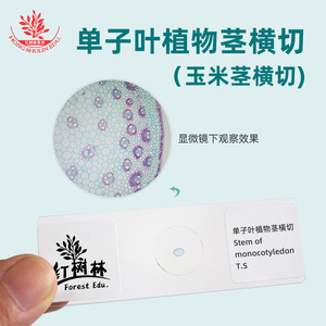 Preparaciones botánicas en diapositiva para observar los fascículos vasculares de tallos de monocotiles y tallos de maíz (familia de las gramíneas). - Product Image 3