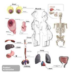 Ensemble de jouets anatomiques pour femmes enceintes, modèle d'organes du <span class=keywords><strong>corps</strong></span> <span class=keywords><strong>humain</strong></span>, <span class=keywords><strong>squelette</strong></span>, aides pédagogiques médicales, jouets éducatifs pour enfants - Product Image 4