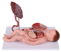 Kit de science médicale Développement de l'embryon humain Modèles de naissance