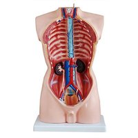 Modelo Anatómico de Torso Masculino de PVC Educativo de Tamaño Real, Esqueleto de Grado Médico Preciso de 85 cm para Entrenamiento Médico