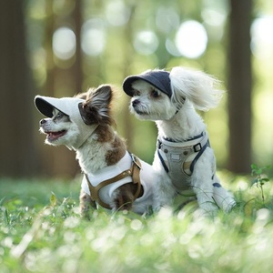 Boné de Sol Personalizado para Cães, Chapéu de Tecido para Esportes ao Ar Livre para Pets, Boné de Lona Ajustável com Viseira e Abertura para Orelhas - Product Image 2