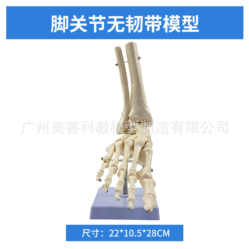 The foot joint has no ligaments