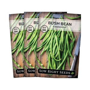 Sow Right <span class=keywords><strong>Contender</strong></span> Bush Green Bean Paquet d'héritage sans OGM Variété sans fil pour jardin potager extérieur - Product Image 1