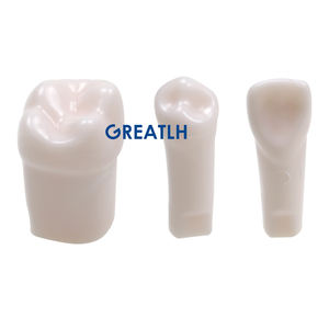 28 Stuks Standaard Tandheelkundige Simulator Tanden Nissin Tandheelkundige Studie Model Tandarts Praktijk Tanden Model Vervangbaar - Product Image 4
