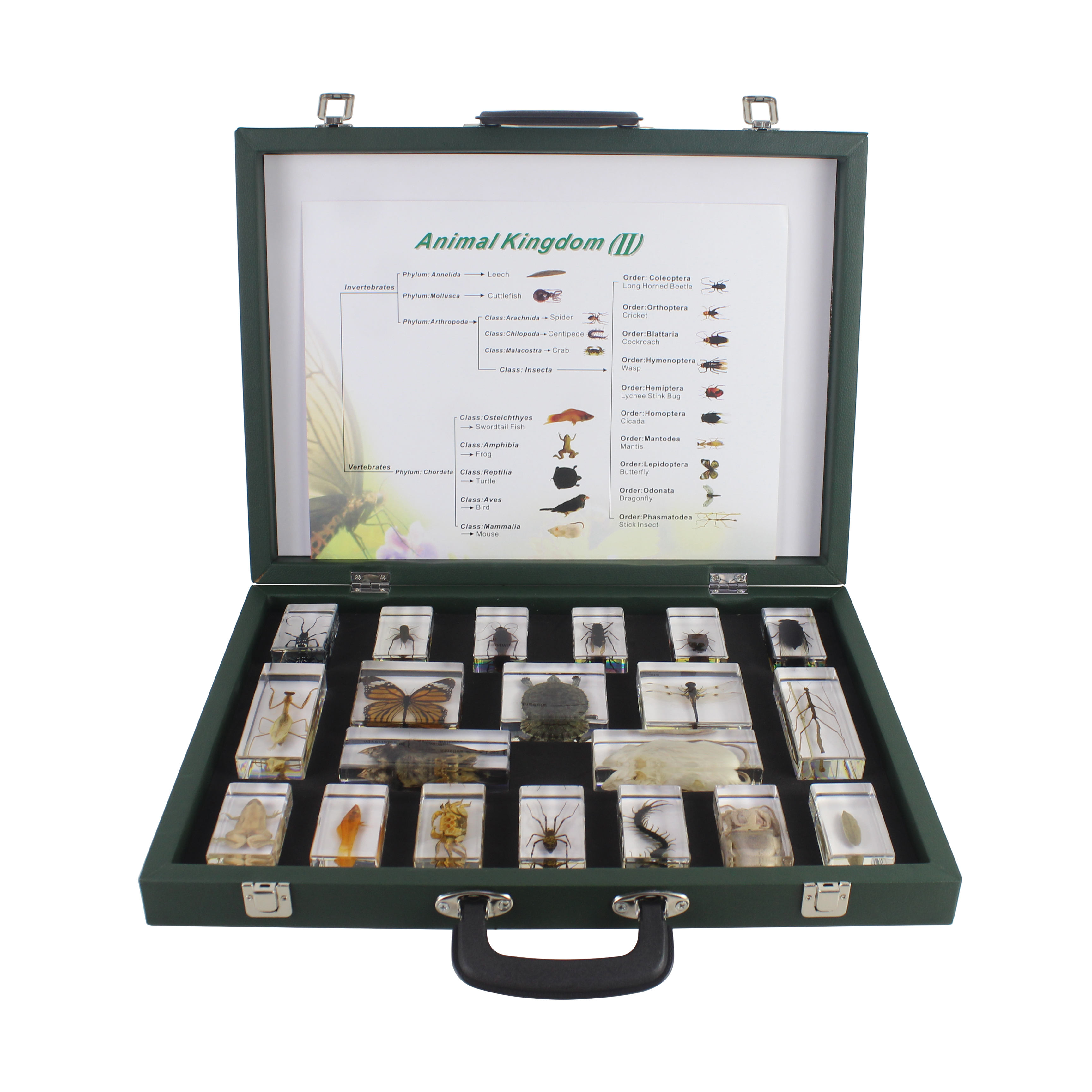 Different Animal Specimen Display Acrylic Educational Toy Block Animal Kingdom (II) Kits for Children