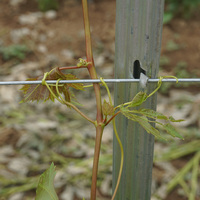 Poteau de soutien pour vignes de qualité supérieure, galvanisé, 2,4 mètres, pour utilisation dans les vignobles, les vergers et les infrastructures