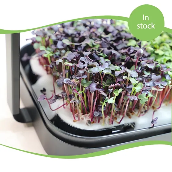 Kit di coltivazione idro Microgreen riutilizzabile automatico per elettrodomestici da cucina