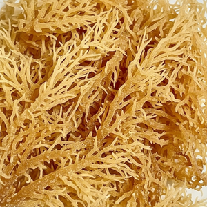 Mousse de mer séchée Wildcrafted Gold | Vente en gros vrac Vietnam - Product Image 1